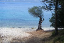 Private olive tree beach